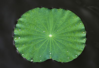 Close-up of raindrops on leaves