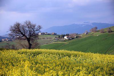 Scenic view of field against sky