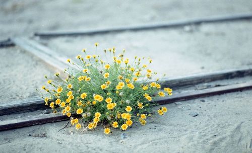 Close-up of yellow flowers