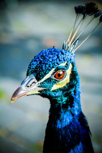 Close-up of a peacock