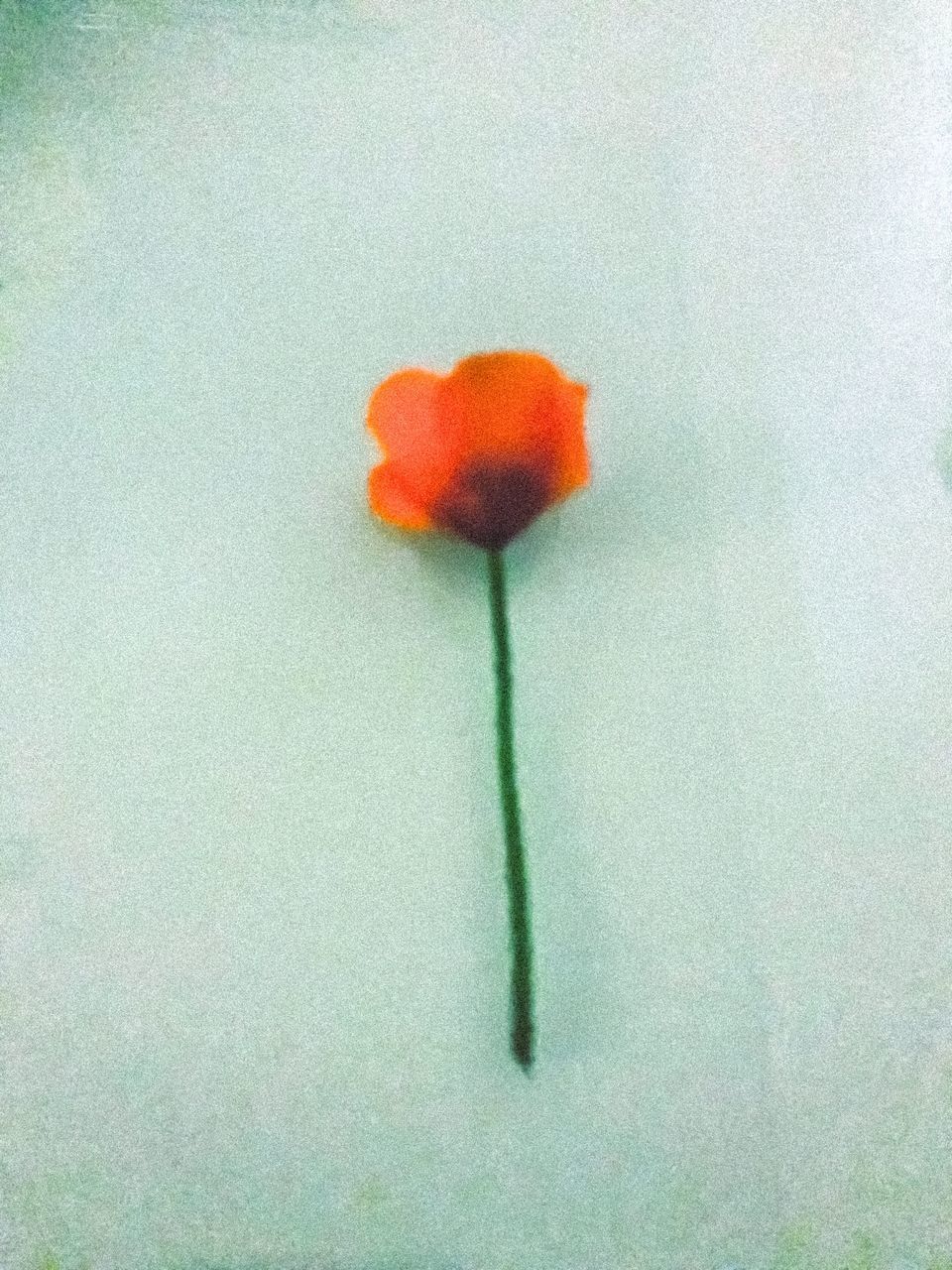 CLOSE-UP OF RED FLOWER ON WHITE SURFACE