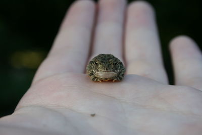 Close-up of human hand holding lizard