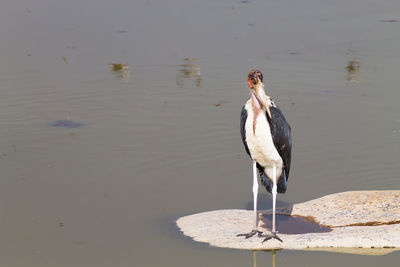 Bird perching on a lake