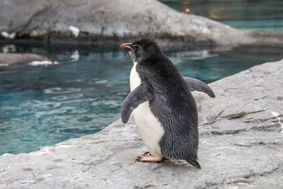 Close-up of penguin on rock