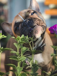 Close-up of a dog