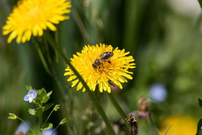 Close-up of bee pollinating on yellow flower