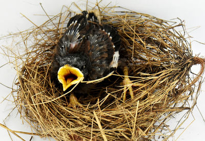 Close-up of bird in nest