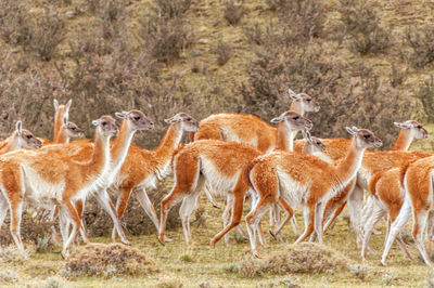 Llamas walking on field