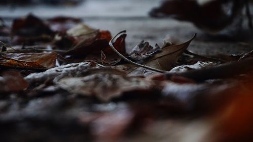 Surface level of dry leaves