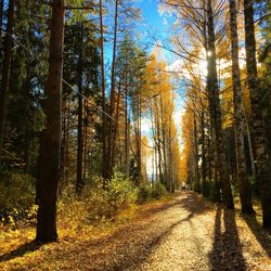 Road amidst trees in forest during autumn