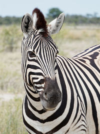 Close-up of a zebra