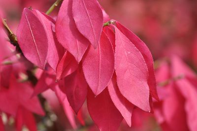 Close-up of bougainvillea blooming outdoors