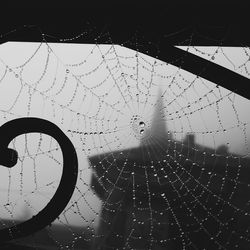 Close-up of blurred background