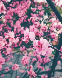 Close-up of pink cherry blossom