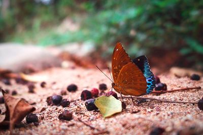 Close-up of butterfly on leaf