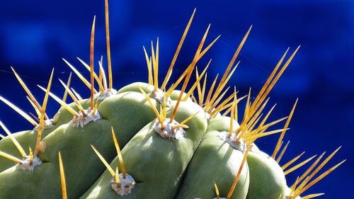 Close-up of prickly pear cactus