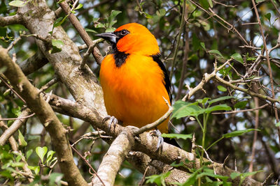 Close-up of bird perching on tree