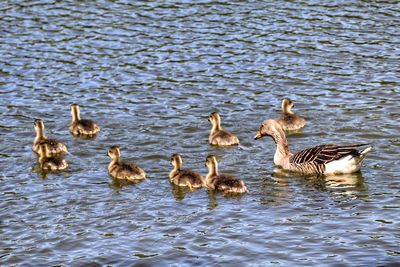 Ducks swimming in lake