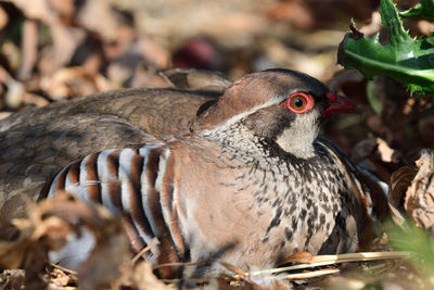 Portrait of a french partridge sitting on the ground 