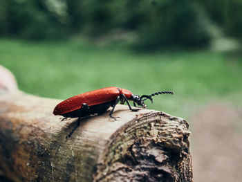 Close-up of insect on wood