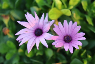 Close-up of purple flower