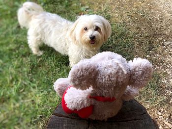 White dog on field