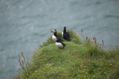 Close-up of bird perching on rock