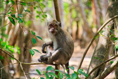 Monkey sitting in a forest