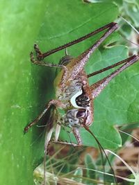 Close-up of insect on leaf