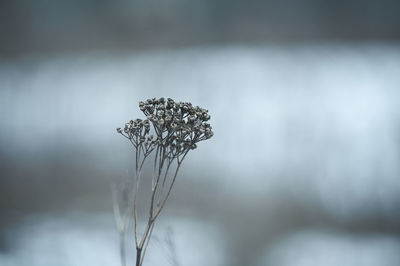 Withered field bush in the middle of winter with blurred background
