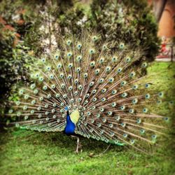 Close-up of peacock in grass