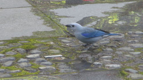 High angle view of bird perching on wet shore