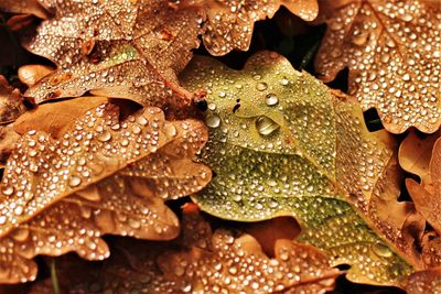 Full frame shot of raindrops on leaves