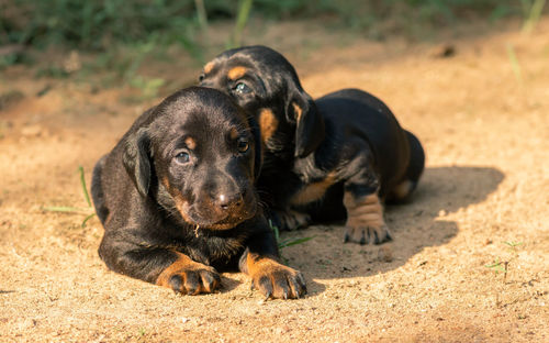 Black dog relaxing on field