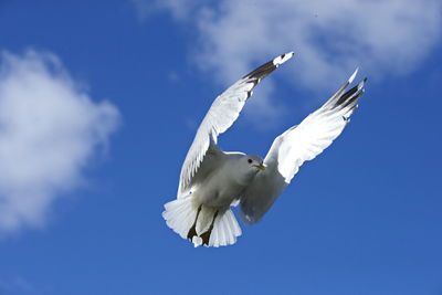 Low angle view of seagull flying against blue sky