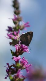 Close-up of butterfly pollinating on flower