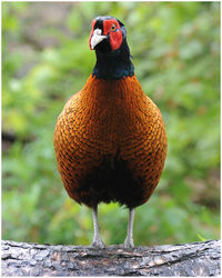 Close-up of a bird