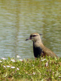 Close-up of duck on lake