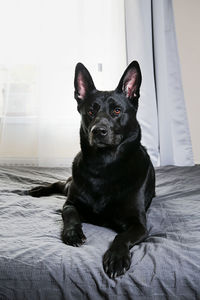 Portrait of black dog sitting on bed at home