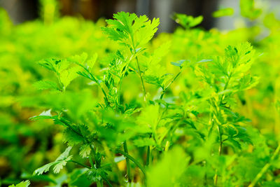 Close-up of fresh green leaves on plant in field