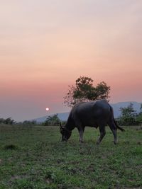 Horse grazing in field