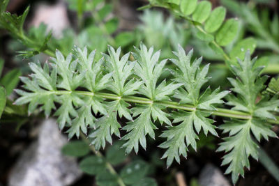 Close-up of fresh green plants