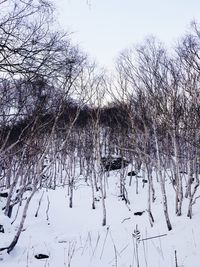 Bare trees against sky