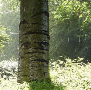 Trees in forest