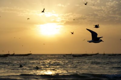 Seagulls flying over sea during sunset