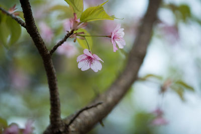 Close-up of pink flowers