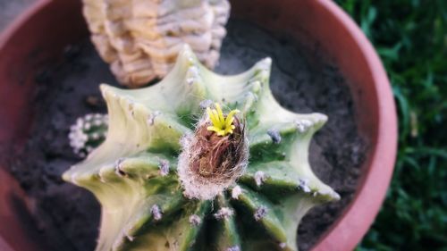 Close-up of flower