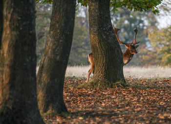 Deer standing behind tree at knole park