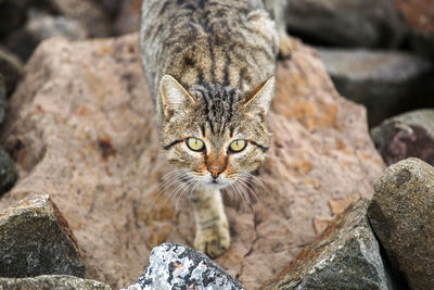 Portrait of a cat