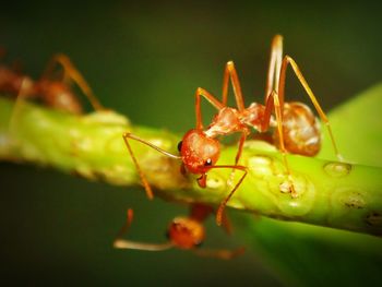 Close-up of insect on leaf